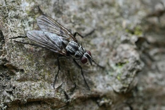 Closeup on a lesser known European root-maggot fly , Anthomyiidae fly species, Eustalomyia histrio