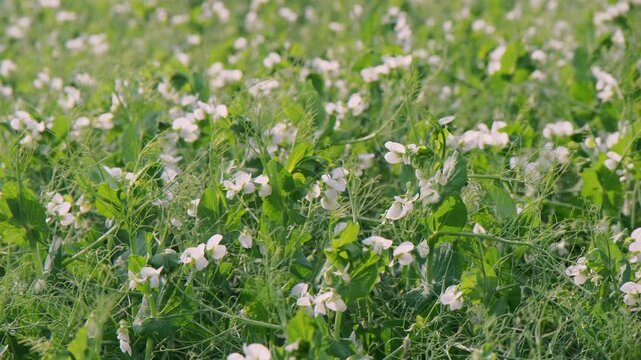 Verdant peas in bloom, Tranquil agricultural landscape featuring flourishing pea plants and vibrant natural surroundings