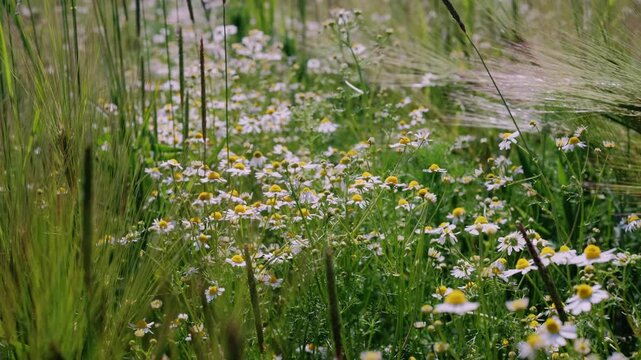 Gentle daisies dance in open grasslands, Tranquil natural habitat featuring daisies swaying amidst lush grassy expanses