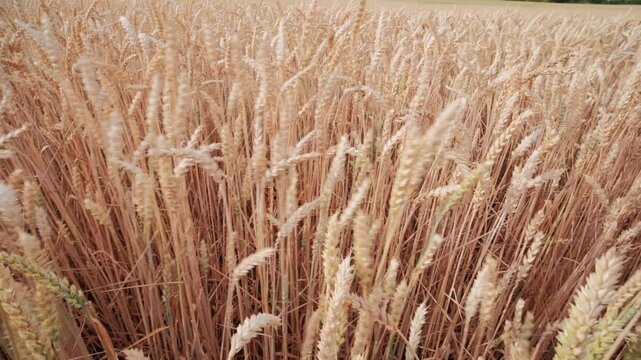 Impressionistic landscape captures harvest excitement, Autumn winds animate fields of ripening barley with energy