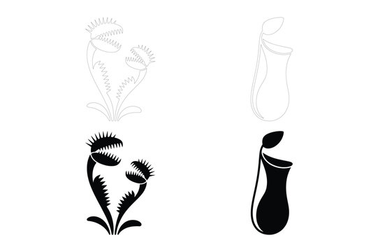 Venus flytrap and pitcher plant vector illustration with carnivorous, digestion