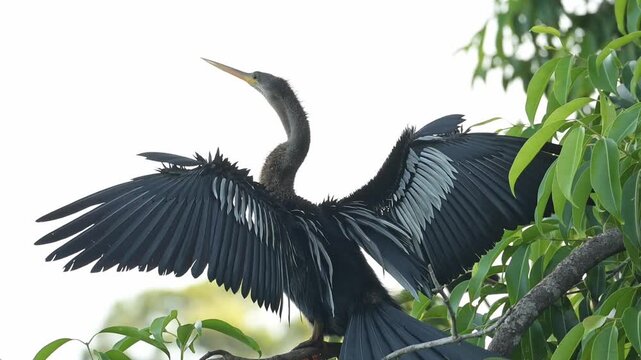Biguatinga, a beautiful Biguatinga bird warming itself with its wings spread at sunrise in Brazil, 4k slow-motion video.