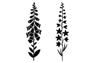 Black silhouette foxglove and delphinium flower stalks with foxglove, delphinium © Sadek