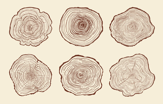 Tree trunk ring set. Luxury wood grain backgrounds. Hand drawn tree ring pattern abstract line art. Concentric circle patterns, organic stump, tree trunk in section textures. Templates stamps posters