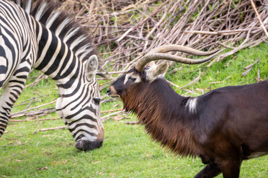 Nile lechwe