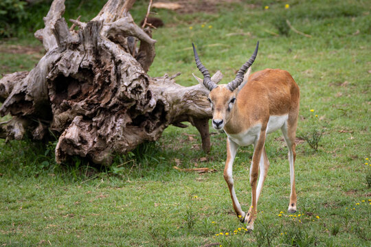 Blackbuck