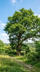Fototapeta premium Majestic Tree Standing Tall in a Lush Green Landscape