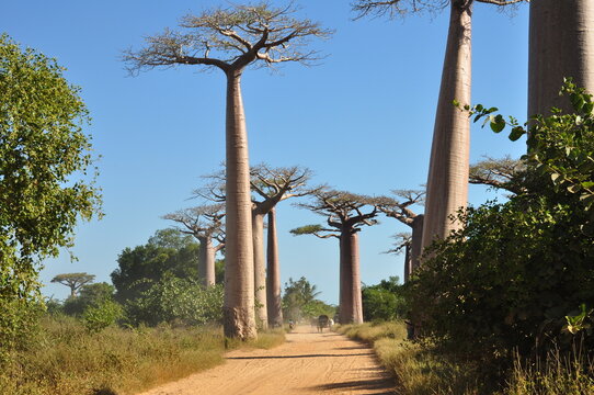 Dusty Avenue of Baobabs with ox cart at sunrise in Morondava Madagascar
