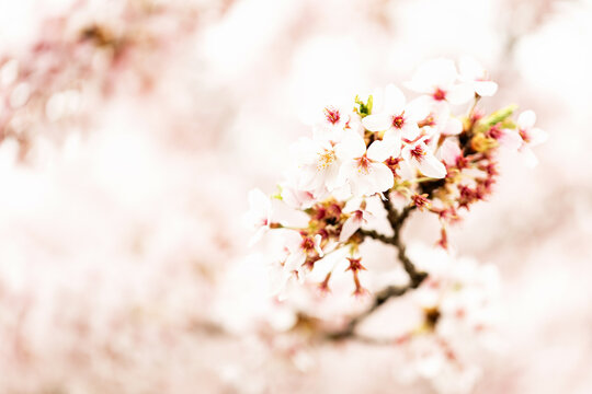 Pink cherry blossom branch with blurred foreground bloom and copy space