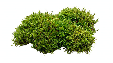 Obraz premium Lush vibrant green moss clump isolated on a clean white background, showcasing intricate botanical details and natural texture, ideal for ecological and nature-themed design concepts