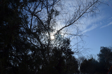 Fototapeta premium Sunlight Through Bare Trees Against Blue Sky