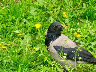 Naklejka premium Close-up of a Black-breasted Hooded Crow Corvus in a meadow with dandelions and shepherd's purse