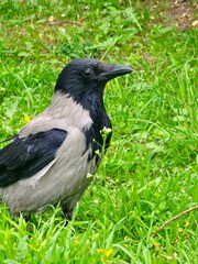 Naklejka premium Close-up of a hooded crow Corvus against a blurred background of green grass