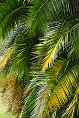 Obraz premium Palm fronds