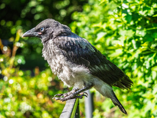 Fototapeta premium A crow chick, a small crow has fallen out of its nest and is sitting scared on a branch near the ground.