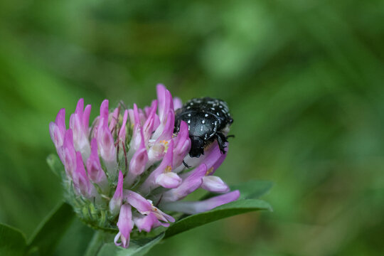 Detailed macro of a spotted stag beetle Oxythyrea funesta on a pink clover flower in a summer field, detailed insect wildlife