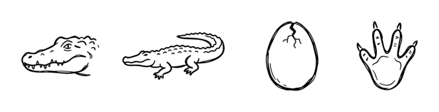 Alligator head, full body alligator, cracked egg, and alligator footprint icons, hand drawn doodle style vector illustration