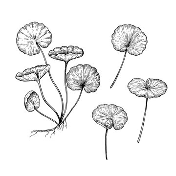 Centella asiatica ink illustration, gotu kola. Drawing in sketchy engraving style for packaging and design.