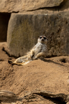 Meerkat lying on its back and sunbathing on a sandy hill in nature