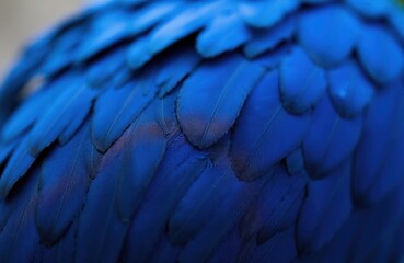 Obraz premium Close up shot of bright blue bird feathers. Detailed texture and pattern of avian plumage creates vibrant, eye catching visual. Natural beauty of wild animal.