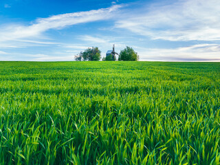Fototapeta premium landscape view to old wooden wind mill and green field of wheat under spring sky
