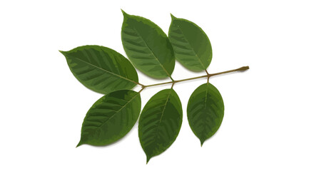 Fototapeta premium Green leaves, leafy branch, nature elements, botanical vector