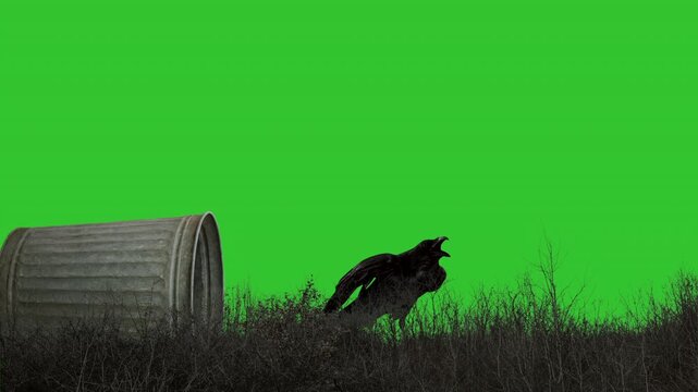 Raven on the ground green screen