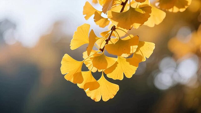 Bright yellow ginkgo leaves