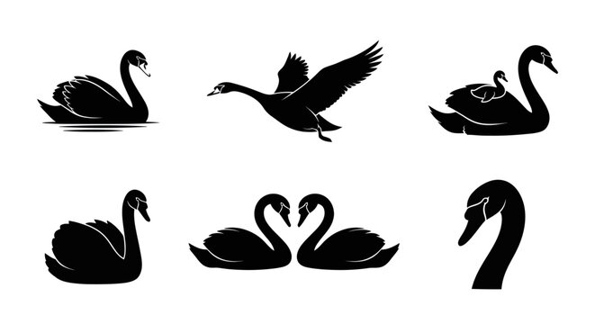 Several swans are swimming and flying around peacefully on water