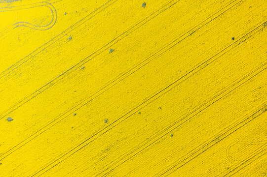Aerial view of vibrant yellow rapeseed field with diagonal tractor tracks and agricultural patterns Ploiesti, Prahova, Romania.