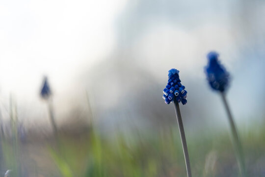 Muscari flowers, Grape Hyacinths spring flowers blooming in april and may