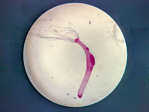 Microscopic Stained Specimen of Chlorohydra Viridissima Showing Symbiotic Algae Prese