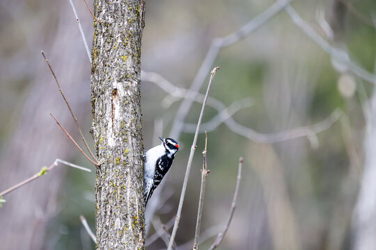 Pic mineur (Dryobates pubescens), Qu&eacute;bec, Canada