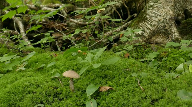 Mossy ground, old trees and a mushroom at on a small river with rapids and a waterfalls along Sentier Iroquois, a hiking trail near Lac Simon in Duhamel, Quebec, Canada.