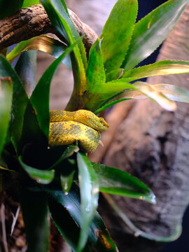 Awesome Central American Eyelash Viper with vibrant yellow skin.