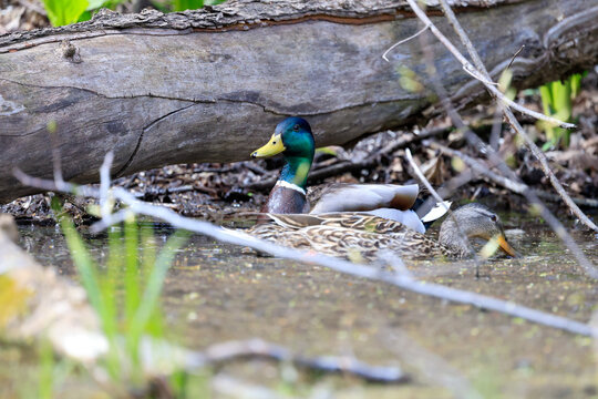 canard colvert dans un &eacute;tang au printemps, Qu&eacute;bec, Canada	