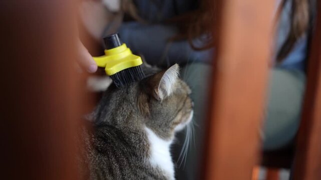 Person brushing tabby cat fur with comb