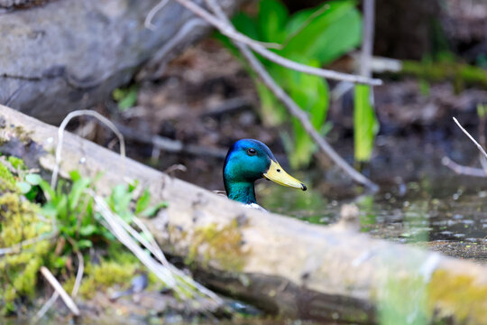canard colvert dans un &eacute;tang au printemps, Qu&eacute;bec, Canada