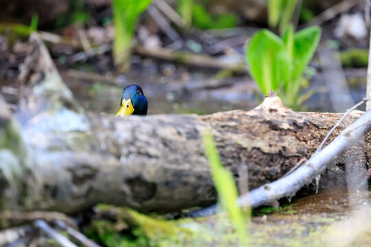 canard colvert dans un &eacute;tang au printemps, Qu&eacute;bec, Canada