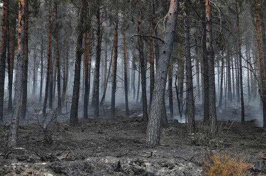 Burned pine forest after a wildfire, with smoke rising among charred trees and scorched ground, representing climate change, drought, environmental destruction and natural disaster.