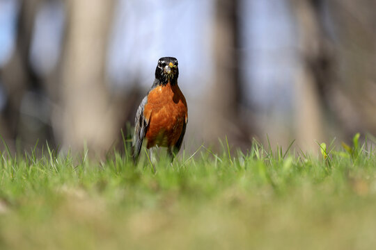 Merle d'am&eacute;rique, (Turdus migratorius), Qu&eacute;bec, Canada	
