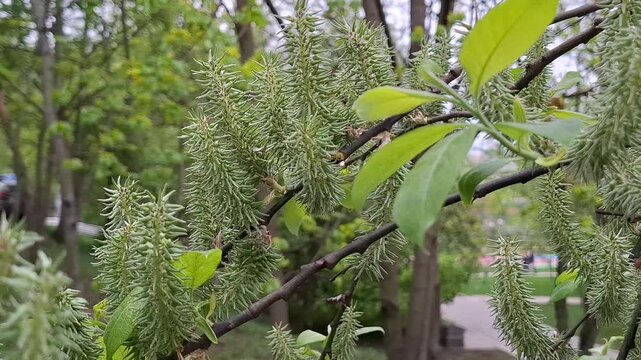 Close-up of green willow catkins, fresh leaves on tree in spring. Blurred background shows lush garden. Seasonal awakening and beauty of blooming nature. Flowering Salix caprea or salix cinerea branch