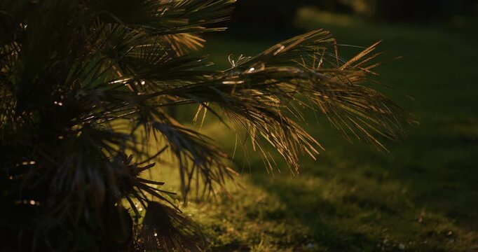 Palm tree leaves illuminated by low sunlight with grass in the background near the exterior of the Pula Arena in Pula Croatia.