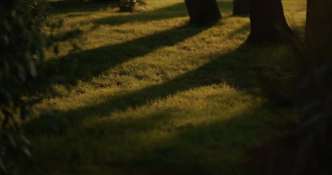 Long tree shadows across illuminated grass near the exterior of the Pula Arena in Pula Croatia.