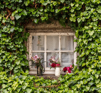 Weathered window frame enveloped by green ivy showcasing floral arrangements in Edinburgh Scotland