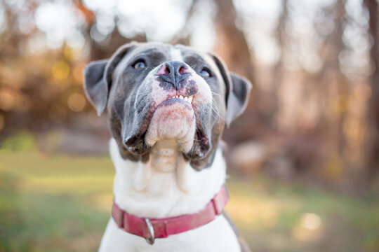 A Pit Bull Terrier mixed breed dog with a snaggletooth and funny expression