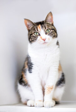 A calico shorthair cat sitting and looking at the camera