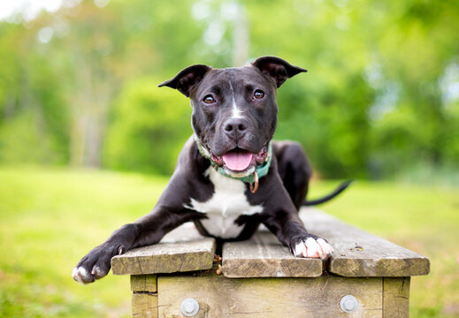 A black and white Terrier mixed breed dog lying on a bench