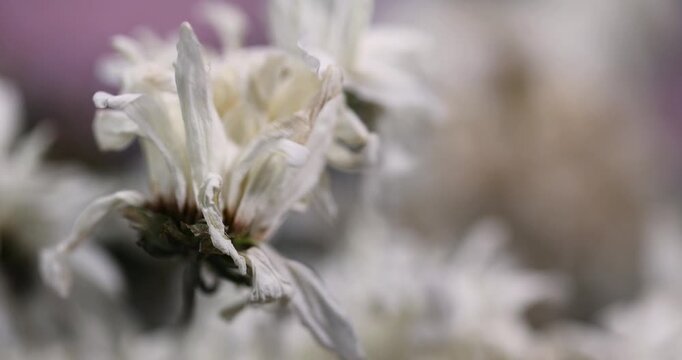 old limp and almost dried flowers from a bouquet, spoiled flowers with white petals in a bouquet that is thrown into the trash, home decor