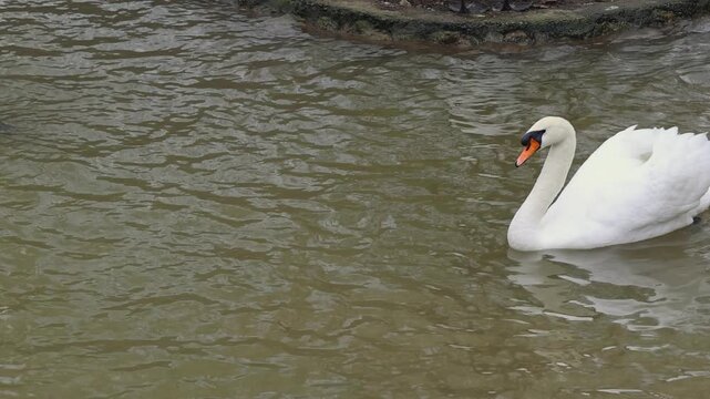 Couple of White Swans at Water Pond Lake